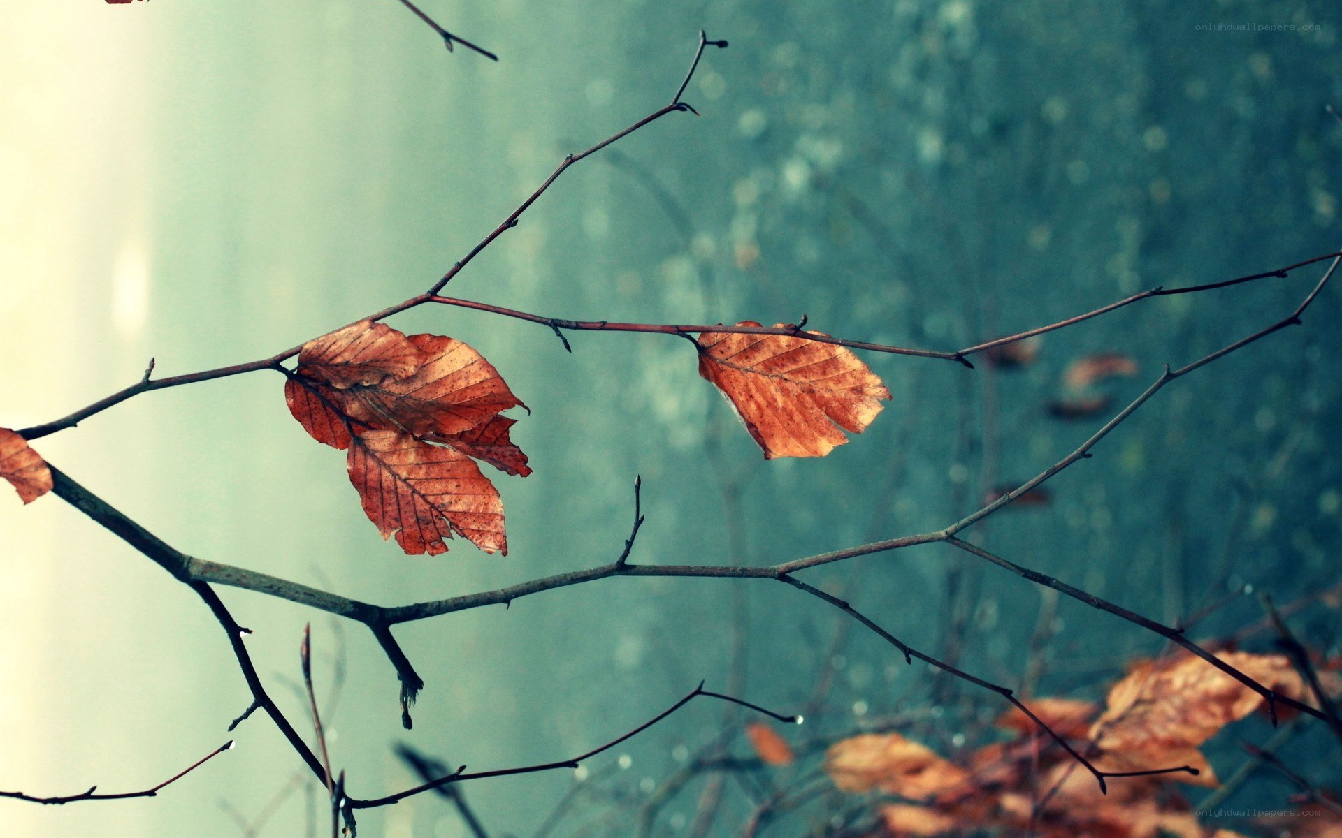 autumn leaves on bare branches