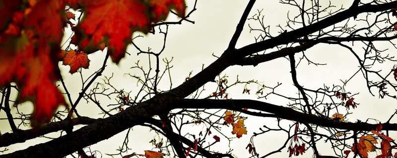 Autumn leaves on bare branches