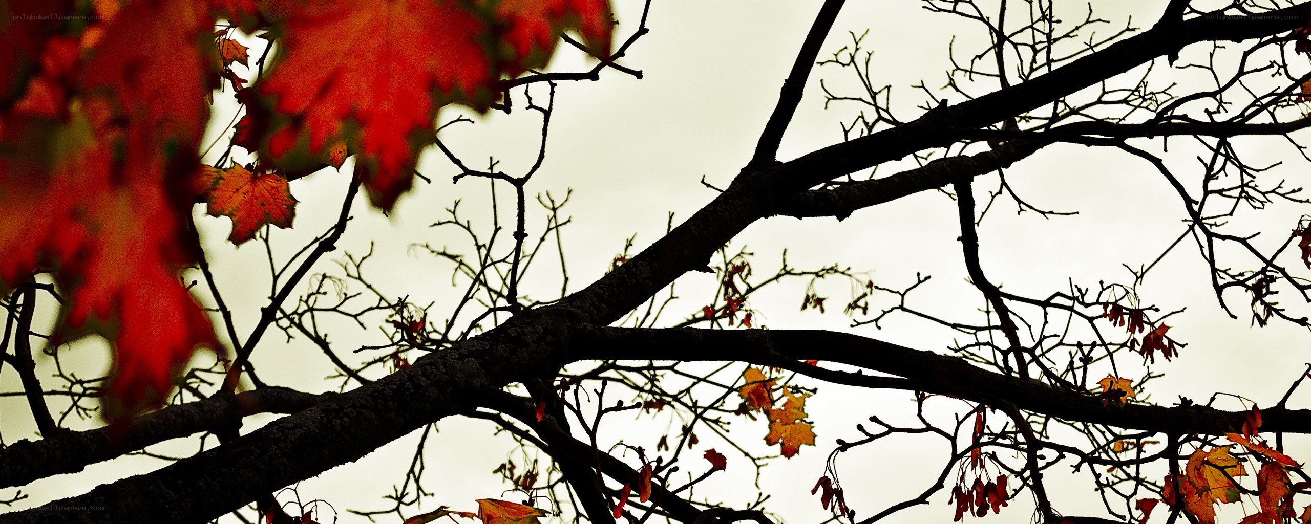 Autumn leaves on bare branches
