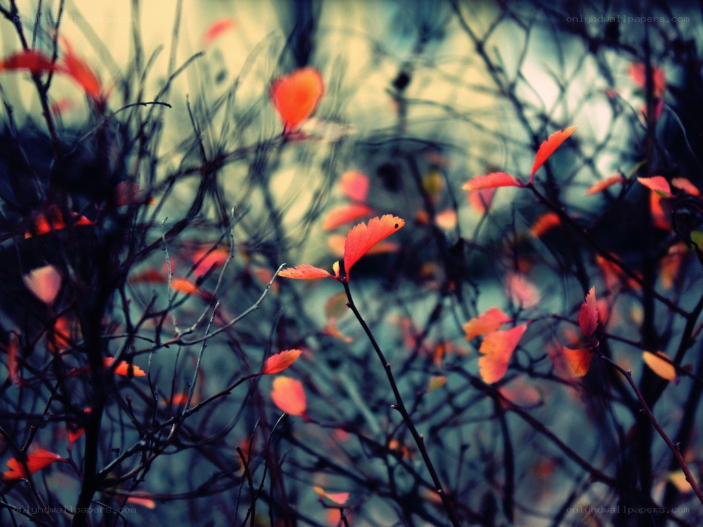 autumn leaves on bare branches