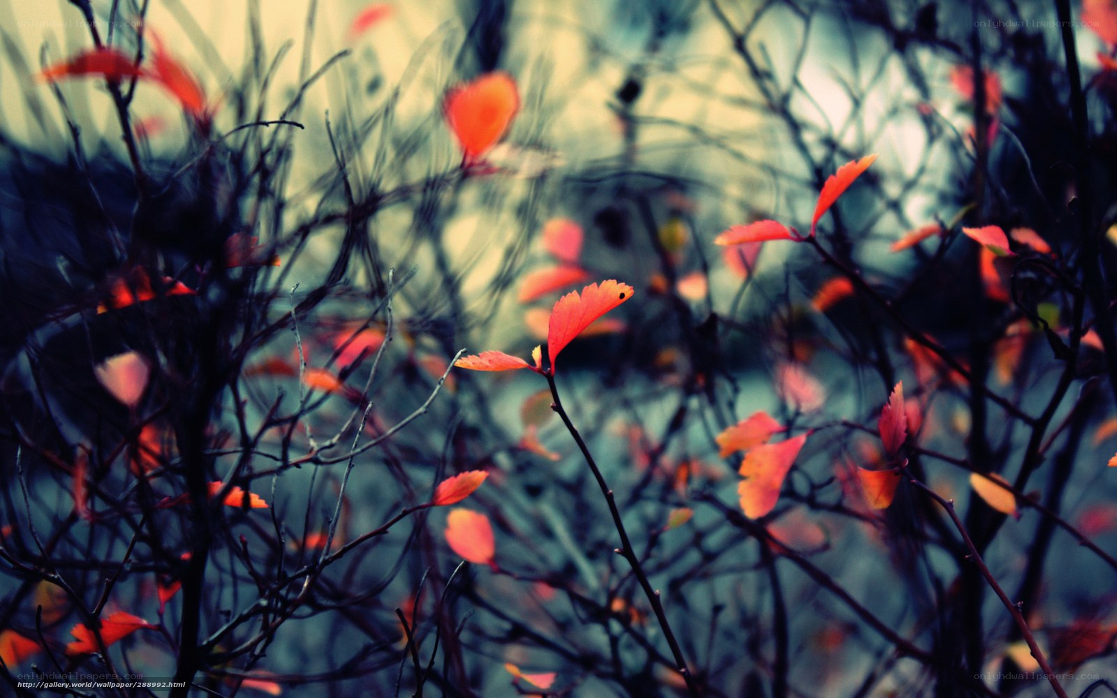 Autumn leaves on bare branches