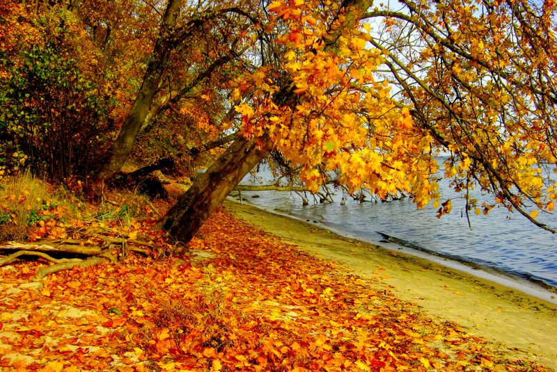 Autumn Leaves on Beach