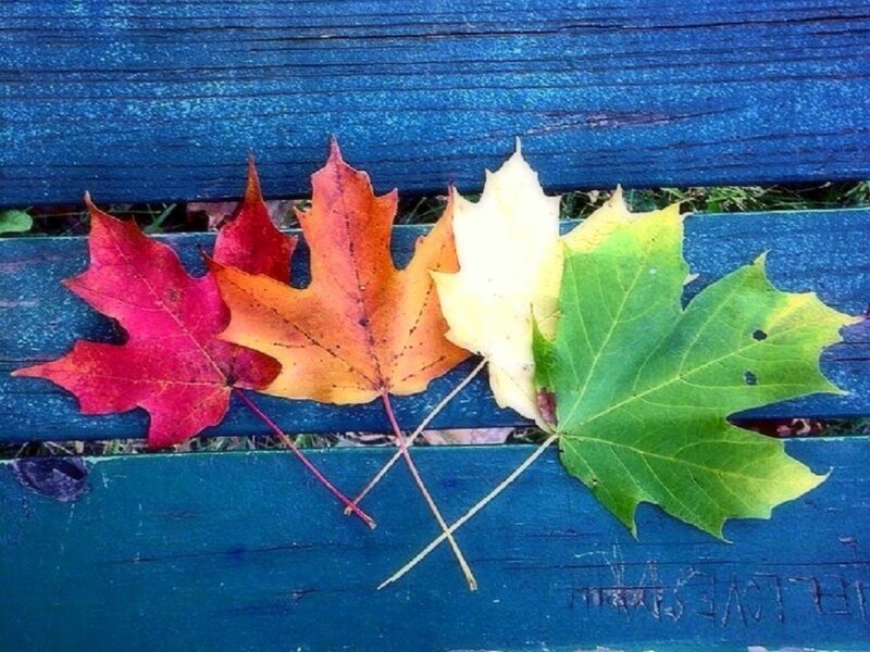 Autumn Leaves on Bench — Blue