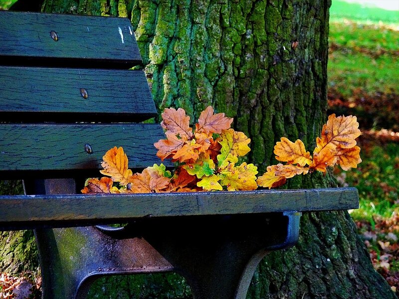 Autumn Leaves on Bench — Green
