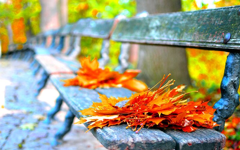 Autumn Leaves on Bench — Orange, Serene