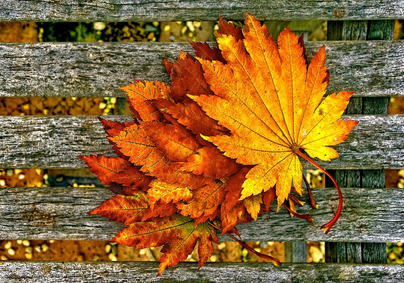 Autumn Leaves on Bench — Orange