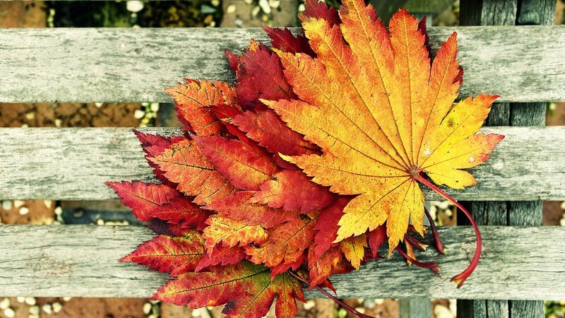 Autumn Leaves on Bench — Photograph