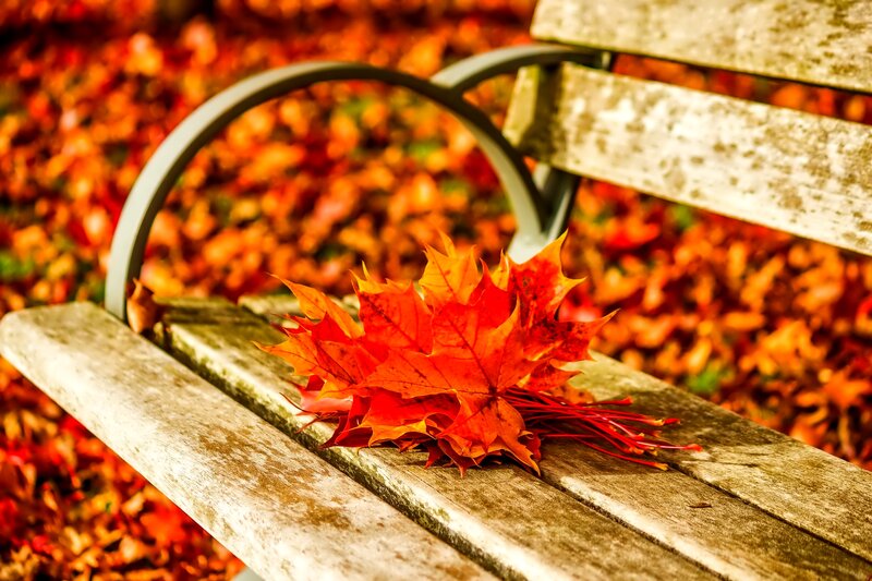 Autumn Leaves on Bench — Red, Calm, Photograph, Ground