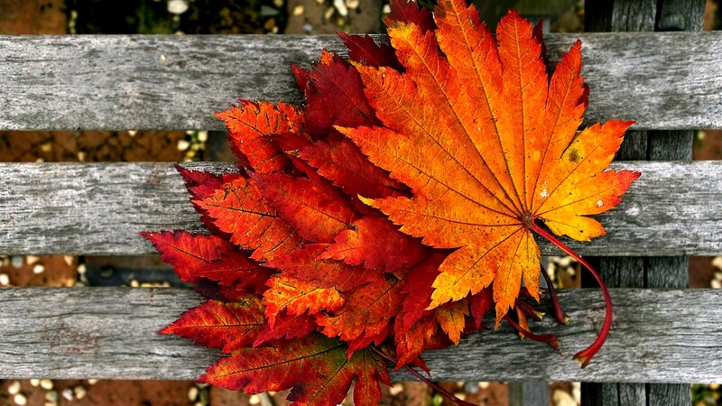 Autumn Leaves on Bench — Red, Calm, Photograph