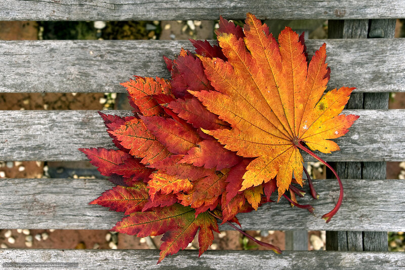 Autumn Leaves on Bench — Red, Calm, Photograph, Wood