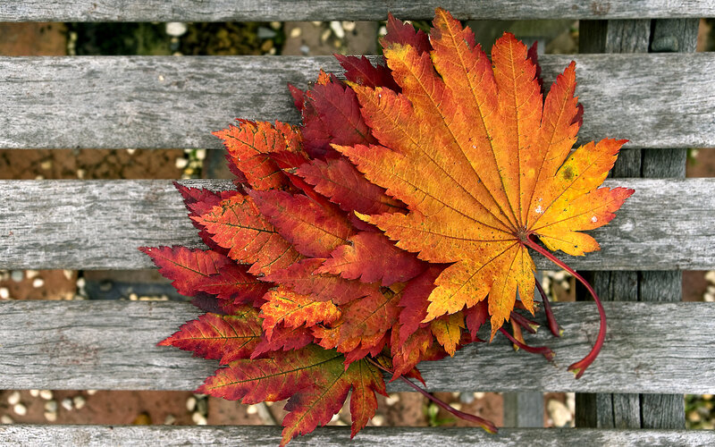 Autumn Leaves on Bench — Red