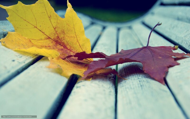 Autumn Leaves on Bench — Yellow, Calm