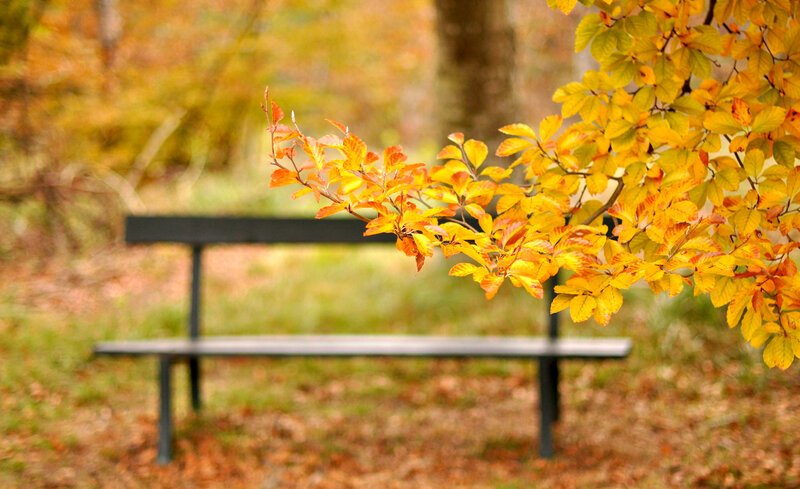 Autumn Leaves on Bench — Yellow