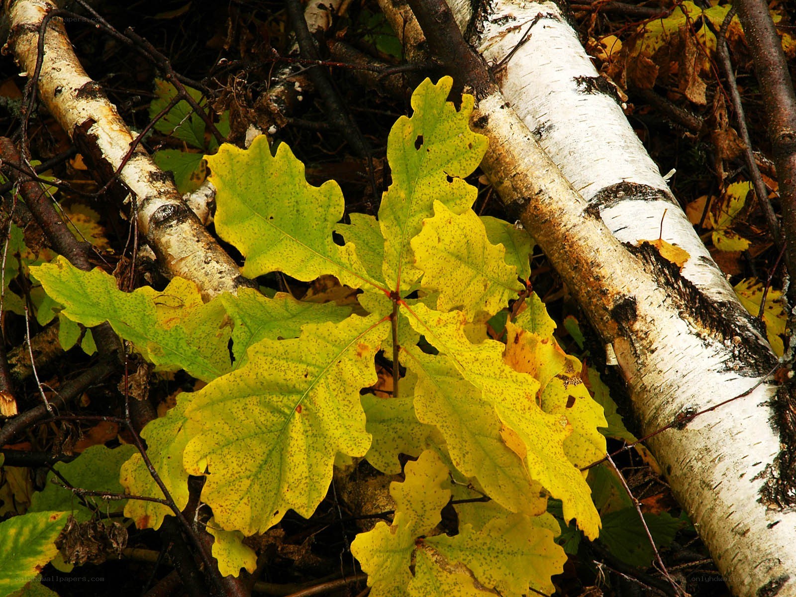 Autumn leaves on birch branches