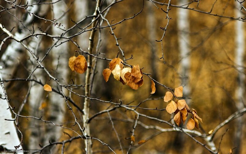 Autumn leaves on birch branches