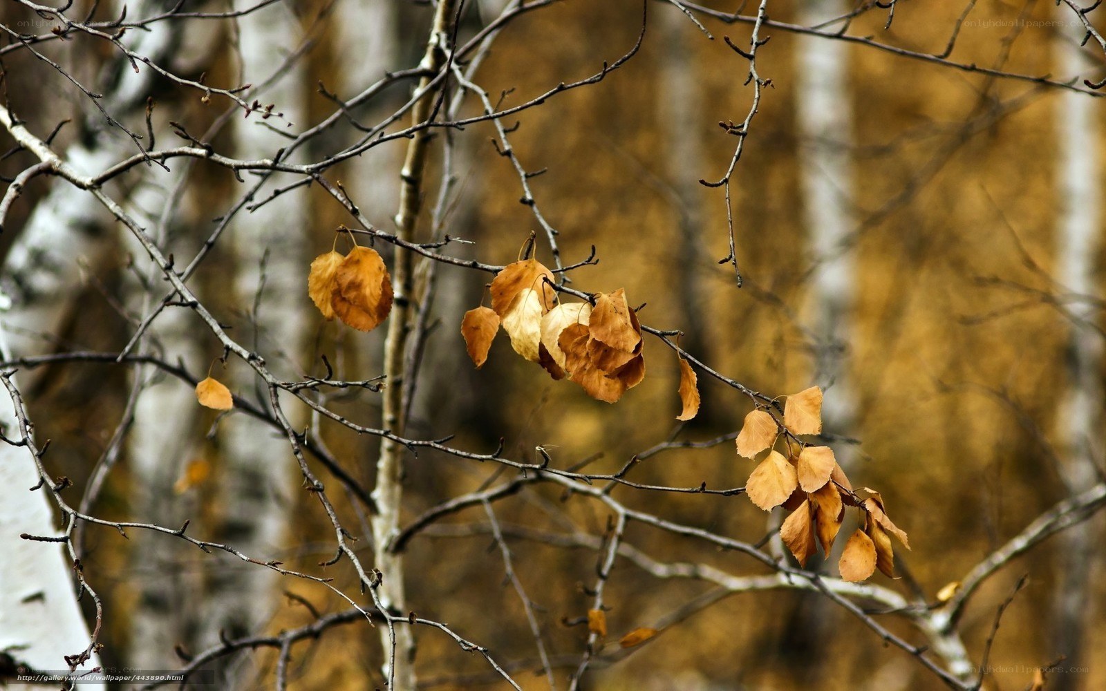 Autumn leaves on birch branches