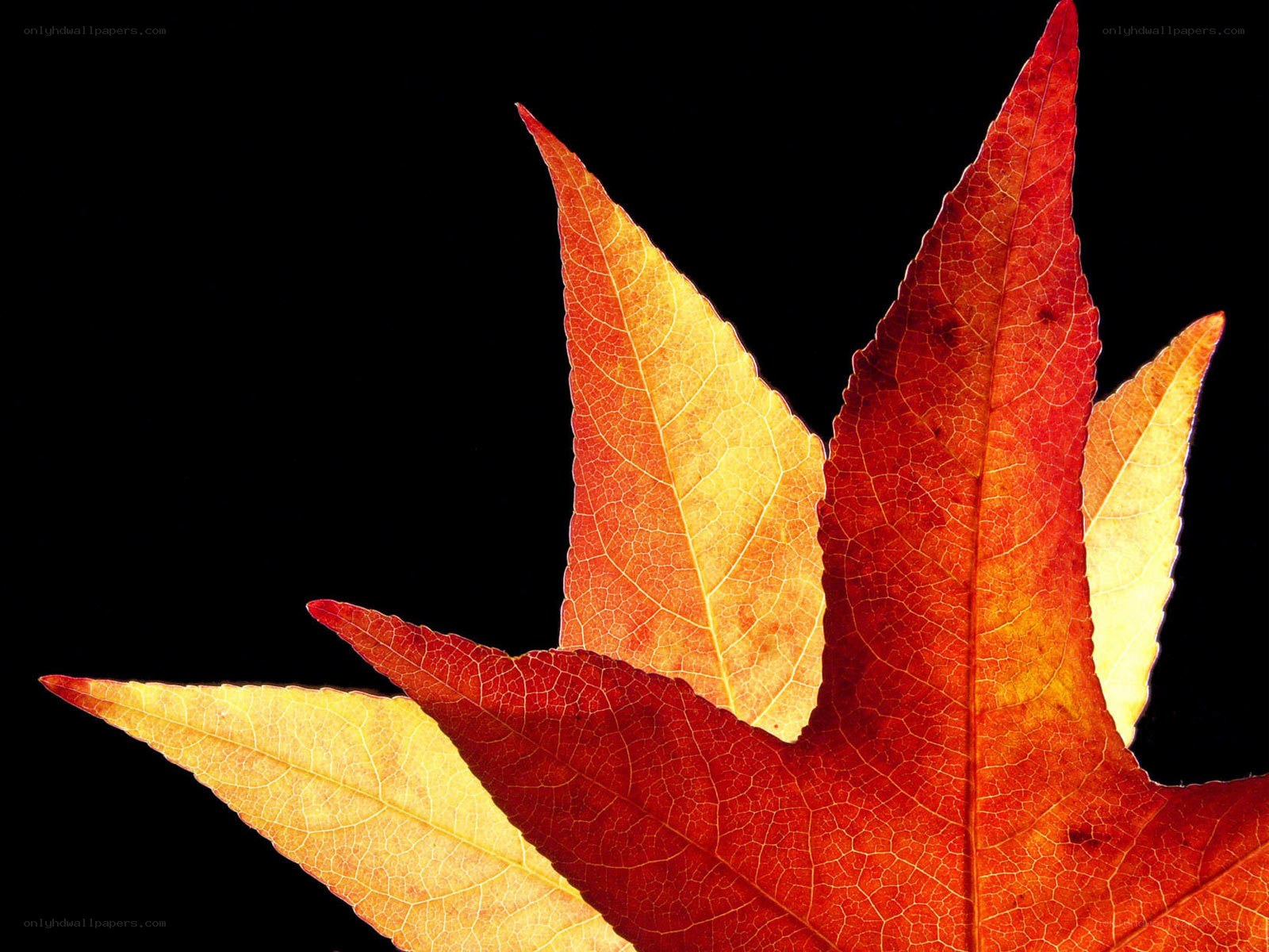 autumn leaves on black