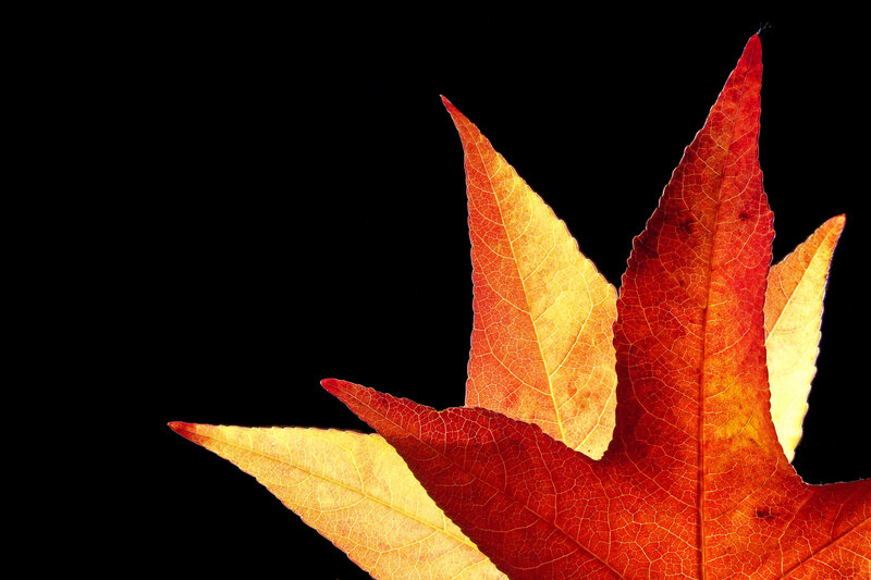 Autumn leaves on black background