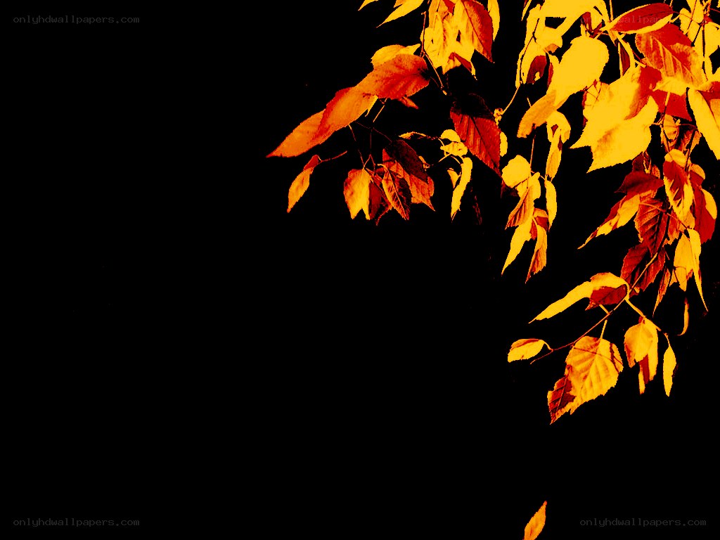 autumn leaves on black background
