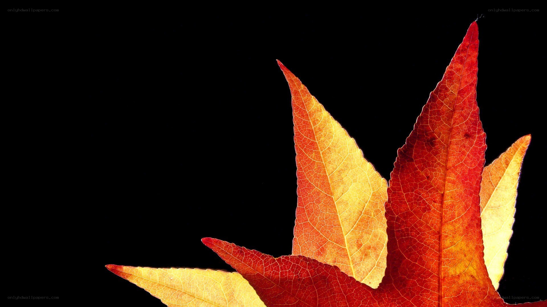 autumn leaves on black