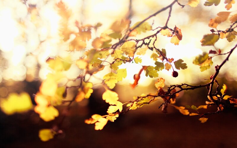 Autumn Leaves on Branch — Berries
