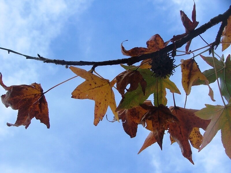 Autumn Leaves on Branch — Blue, Calm