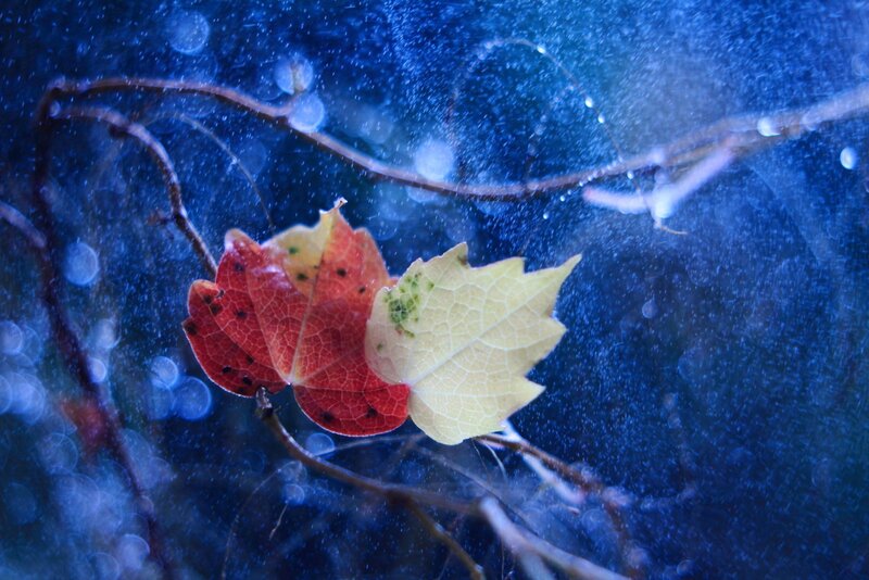 Autumn Leaves on Branch — Blue, Dramatic