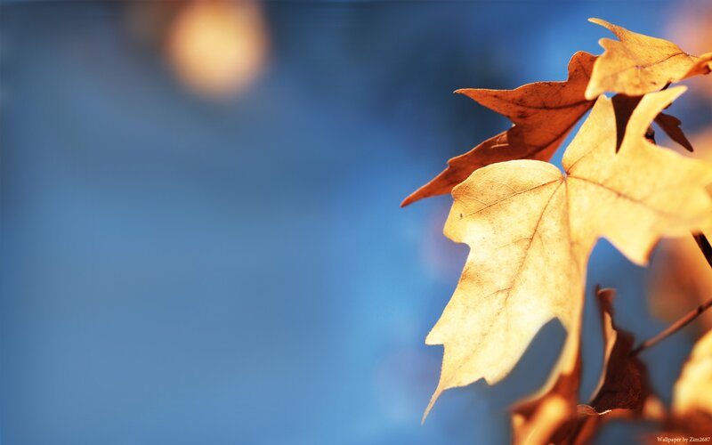 Autumn Leaves on Branch — Blue, Serene, Photograph, Sky, Sunlight