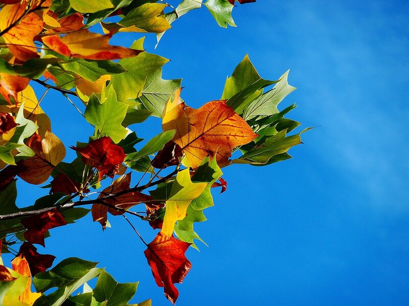 Autumn Leaves on Branch — Blue, Serene, Photograph, Sky