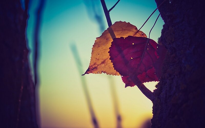 Autumn Leaves on Branch — Blue, Serene, Sunset