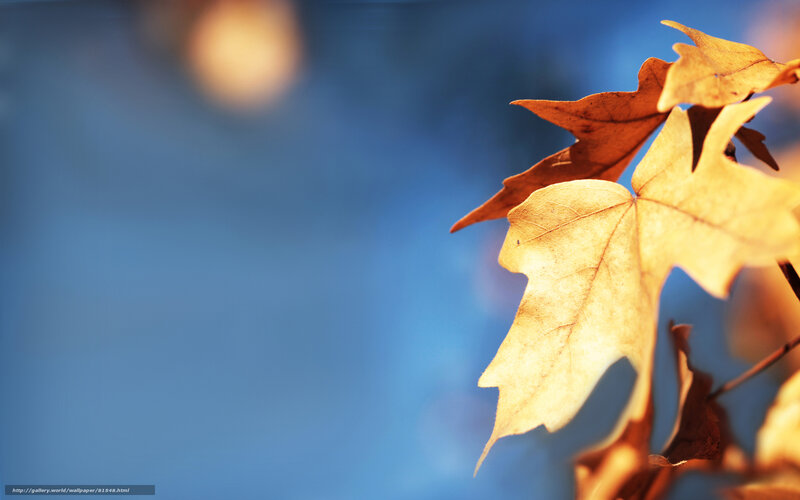 Autumn Leaves on Branch — Blue, Serene