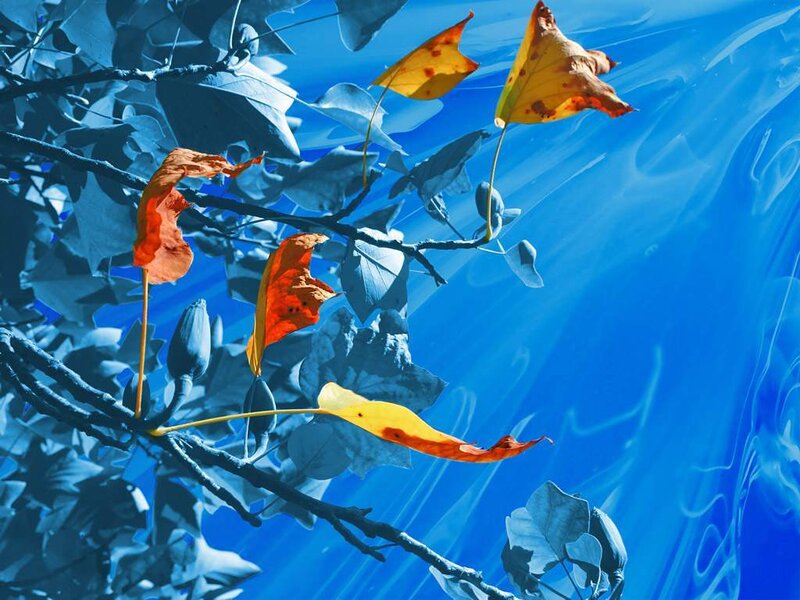 Autumn Leaves on Branch — Blue