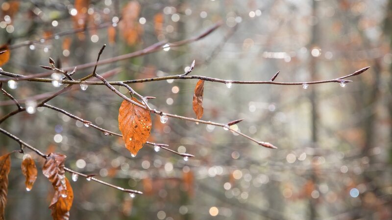 Autumn Leaves on Branch — Brown, Calm