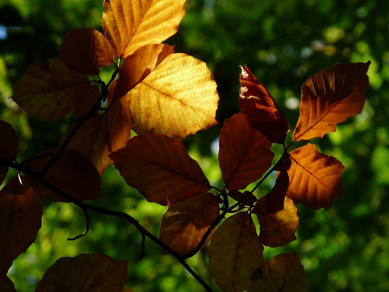 Autumn Leaves on Branch — Brown, Dramatic