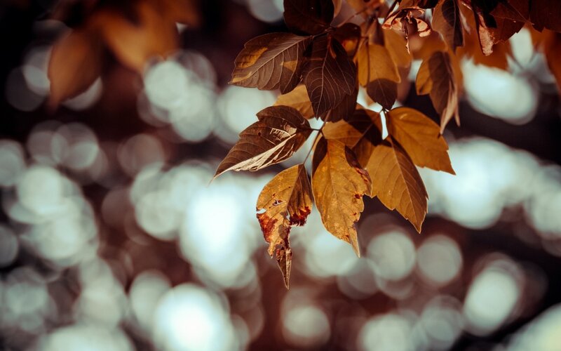 Autumn Leaves on Branch — Brown, Serene, Photograph, Bokeh