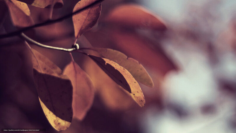 Autumn Leaves on Branch — Brown, Serene, Photograph, Sky
