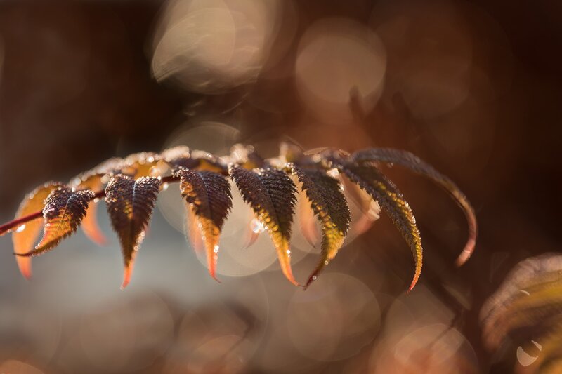 Autumn Leaves on Branch — Brown, Serene, Photograph, Sunlight, Bokeh