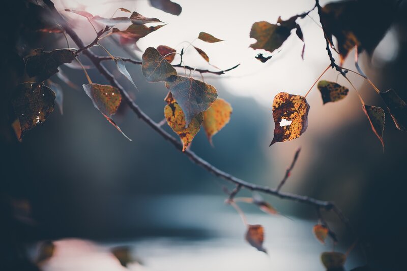 Autumn Leaves on Branch — Brown, Serene, Photograph, Sunlight
