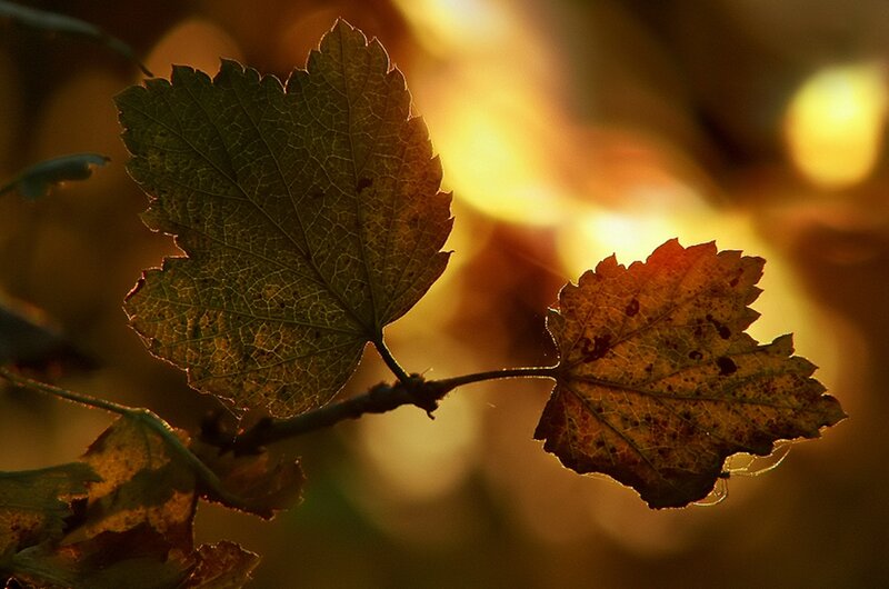 Autumn Leaves on Branch — Brown, Serene