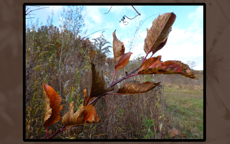 Autumn Leaves on Branch — Brown