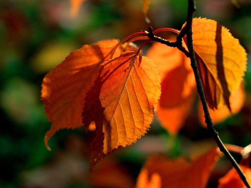 Autumn Leaves on Branch — Forest