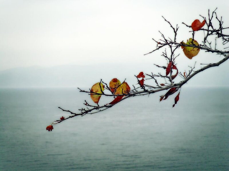 Autumn Leaves on Branch — Gray