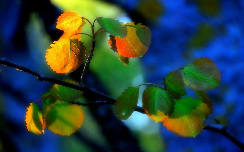 Autumn Leaves on Branch — Green, Dramatic