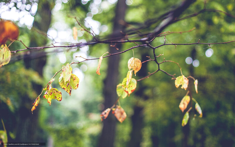 Autumn Leaves on Branch — Green, Serene, Photograph, Forest