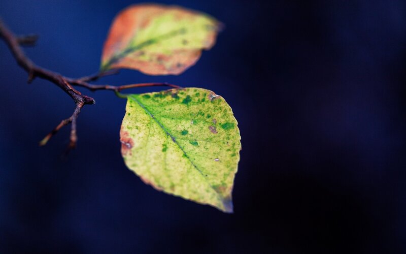 Autumn Leaves on Branch — Green, Serene, Photograph, Leaf