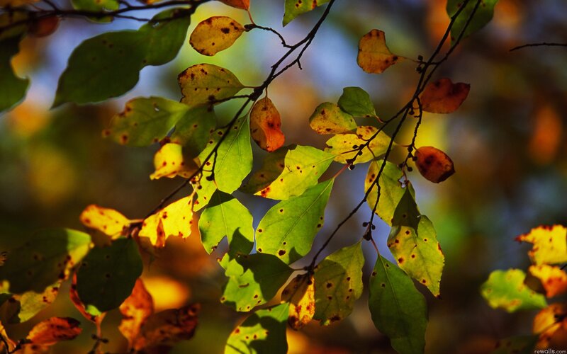 Autumn Leaves on Branch — Green, Serene, Photograph, Sunlight, Background Blur