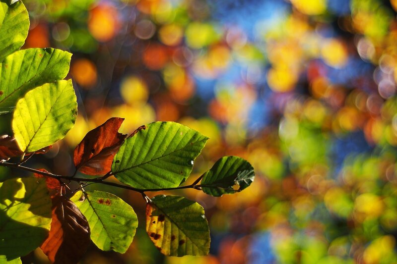 Autumn Leaves on Branch — Green, Serene, Photograph, Sunlight, Sky