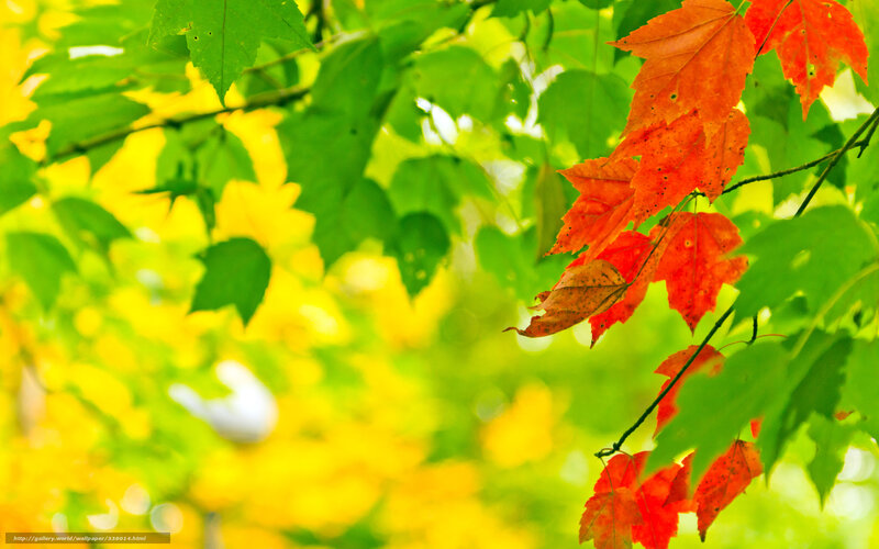 Autumn Leaves on Branch — Green, Serene, Photograph, Sunlight