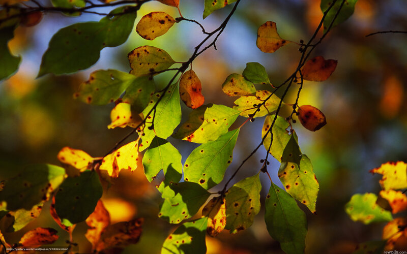 Autumn Leaves on Branch — Green, Serene, Photograph