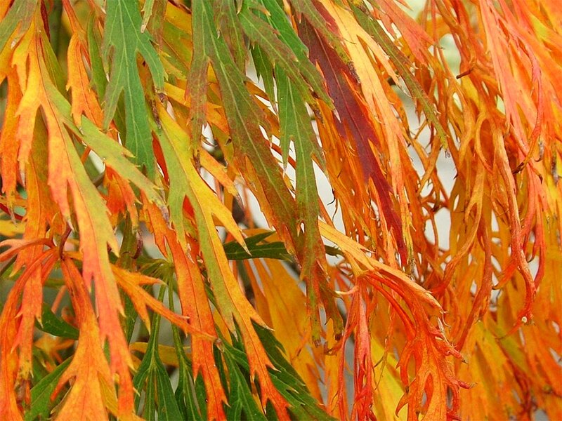 Autumn Leaves on Branch — Orange, Calm